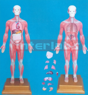 40 CM TALL, COMPLETE MUSCULAR ANATOMICAL MODEL WITH INTERNAL ORGANS, LUXURY PLASTIC BASE (13 PCS)